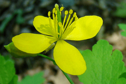 celandine herb flower to get rid of papillomas